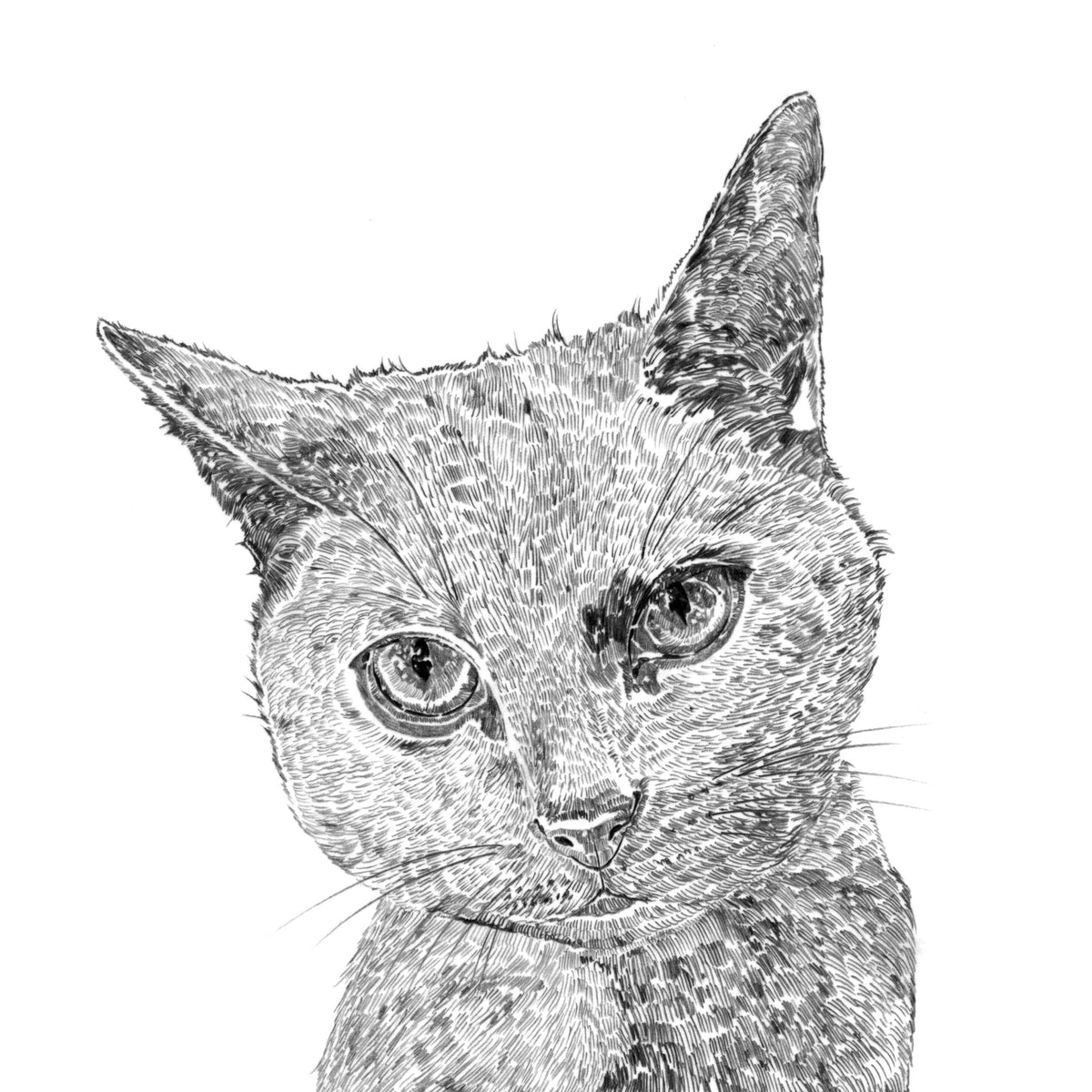 cat-grey-print-ros-shiers